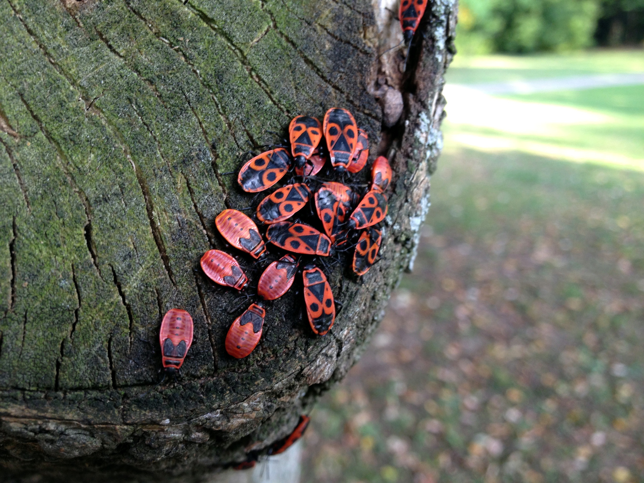 K&auml;fer auf Stamm